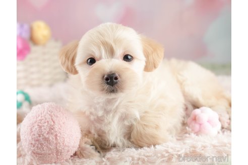 販売中の埼玉県のミックス犬-387268の3枚目