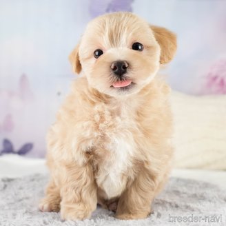 販売中の埼玉県のミックス犬-387265