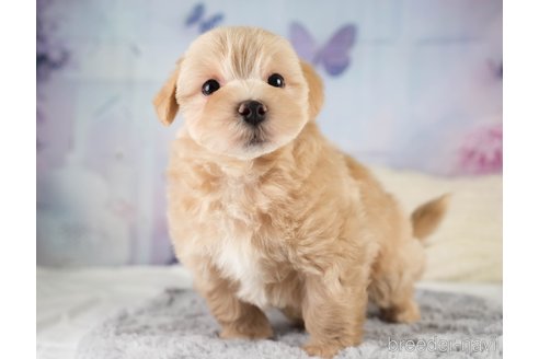 販売中の埼玉県のミックス犬-387265の9枚目