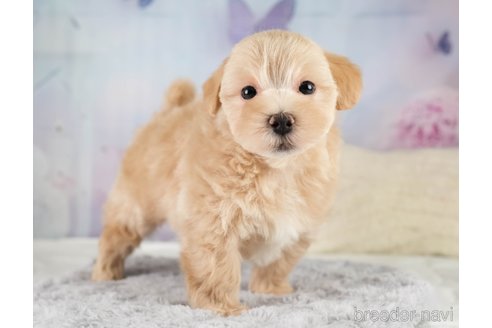 販売中の埼玉県のミックス犬-387265の8枚目