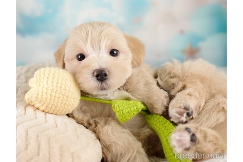 販売中の埼玉県のミックス犬-387265の7枚目