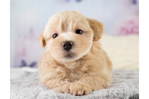 販売中の埼玉県のミックス犬-387265の6枚目