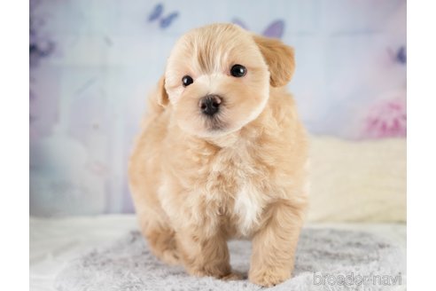販売中の埼玉県のミックス犬-387265の4枚目