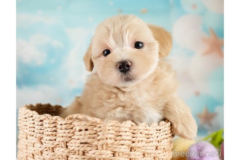 販売中の埼玉県のミックス犬-387265の3枚目