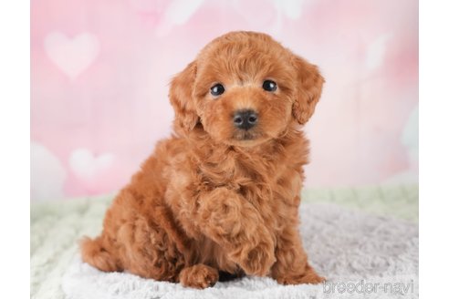 販売中の埼玉県のトイプードル-387235の8枚目