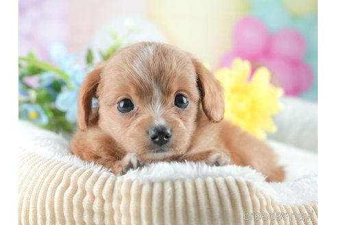 販売中の茨城県のチワプー:チワワ×トイプードル-387063の4枚目