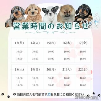 販売中の茨城県のポメラニアン-387061の10枚目