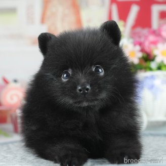 販売中の茨城県のポメラニアン-387061の8枚目
