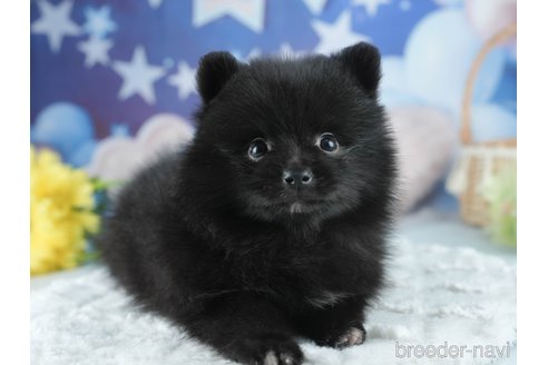 販売中の茨城県のポメラニアン-387060の5枚目
