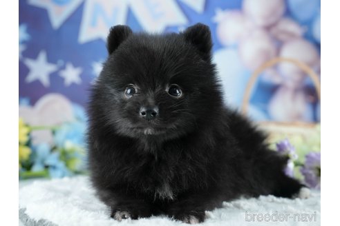 販売中の茨城県のポメラニアン-387060の8枚目