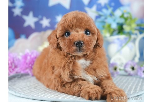 販売中の茨城県のトイプードル-387057の5枚目