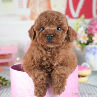 販売中の茨城県のトイプードル-387056