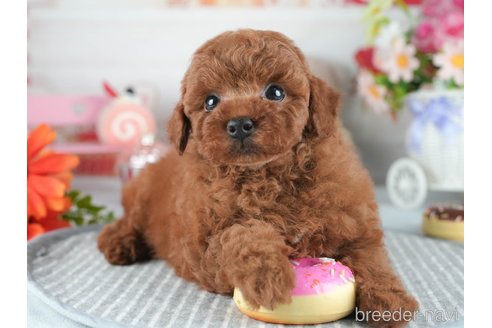 販売中の茨城県のトイプードル-387056の7枚目