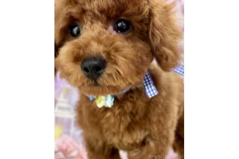 販売中の栃木県のトイプードル-384480