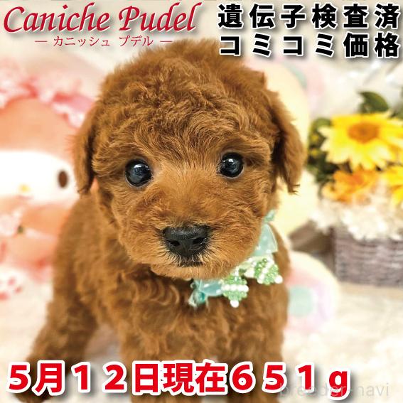 販売中の岐阜県のトイプードル-385818
