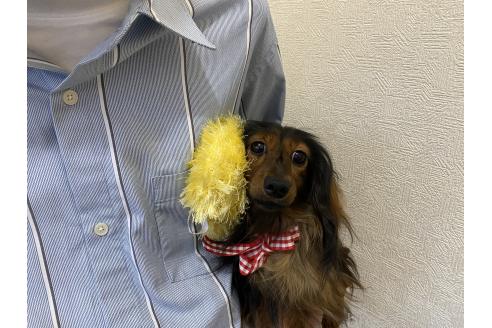 成約済の千葉県のカニンヘンダックスフンド(ロングヘアード)-372913の2枚目