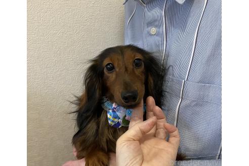 販売中の千葉県のカニンヘンダックスフンド(ロングヘアード)-348272の2枚目