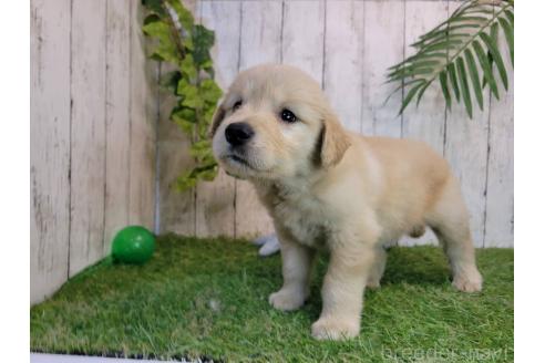 販売中の三重県のゴールデンレトリーバー-387127の5枚目