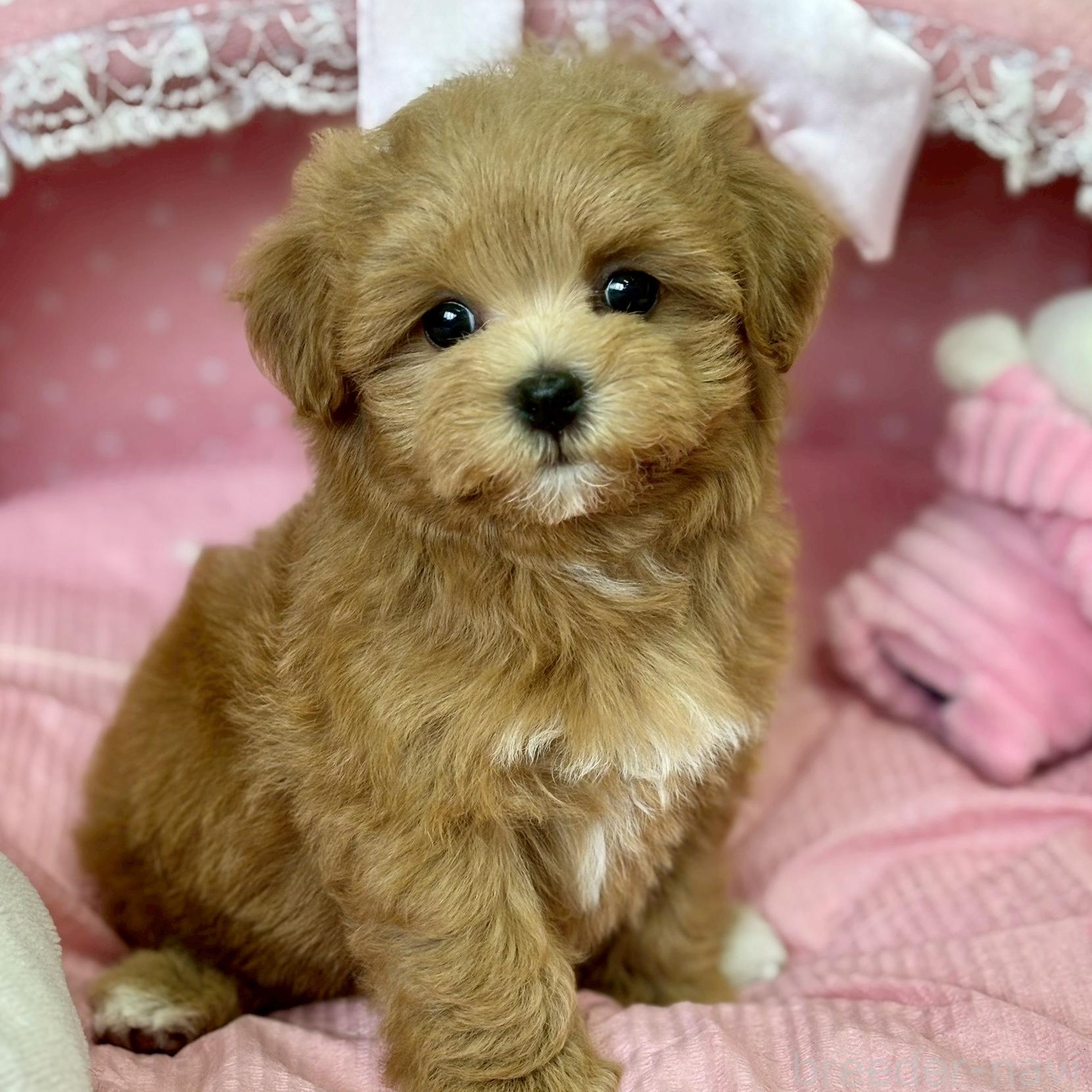 販売中の大阪府のマルプー:マルチーズ×トイプードル-387128の2枚目