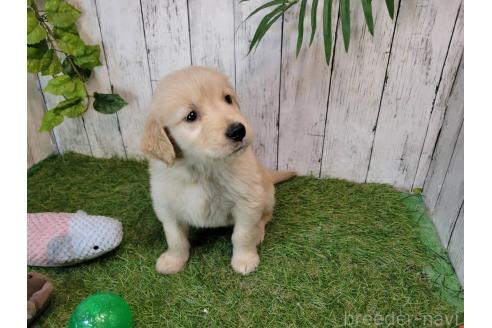 販売中の三重県のゴールデンレトリーバー-387133の2枚目