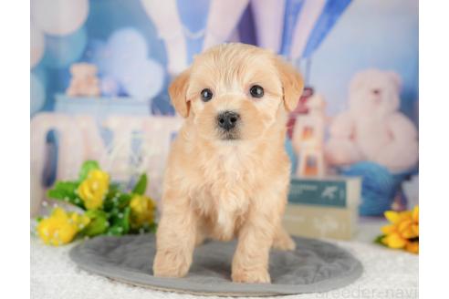 販売中の千葉県のマルプー:マルチーズ×トイプードル-387155の4枚目