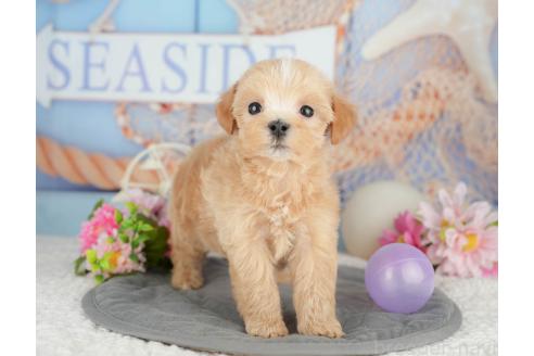 販売中の千葉県のマルプー:マルチーズ×トイプードル-387158