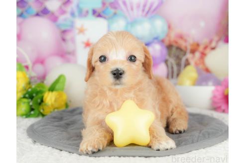 販売中の千葉県のマルプー:マルチーズ×トイプードル-387169の4枚目