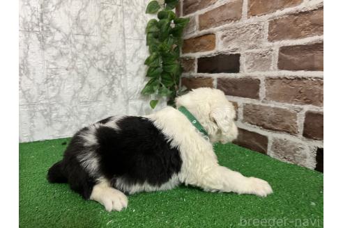 販売中の愛知県のオールドイングリッシュシープドッグ-387162の5枚目