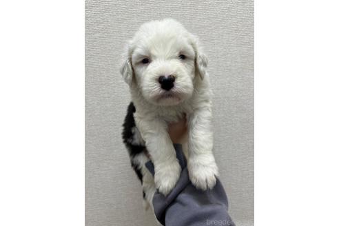 販売中の愛知県のオールドイングリッシュシープドッグ-387162の3枚目