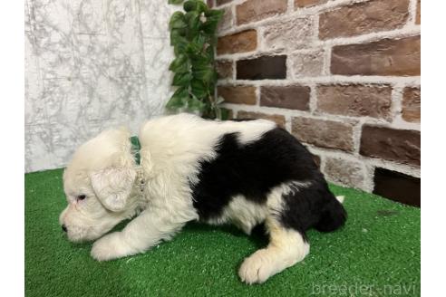 販売中の愛知県のオールドイングリッシュシープドッグ-387162の2枚目