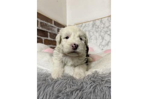 販売中の愛知県のオールドイングリッシュシープドッグ-387163の7枚目