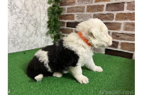 販売中の愛知県のオールドイングリッシュシープドッグ-387163の4枚目