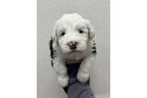 販売中の愛知県のオールドイングリッシュシープドッグ-387163の2枚目
