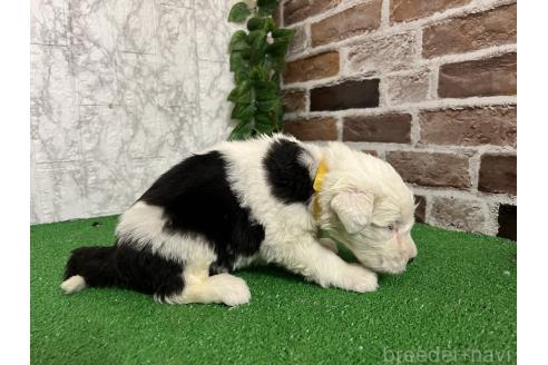 販売中の愛知県のオールドイングリッシュシープドッグ-387164の5枚目