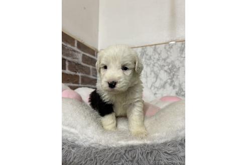 販売中の愛知県のオールドイングリッシュシープドッグ-387166の7枚目