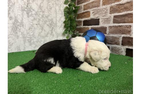 販売中の愛知県のオールドイングリッシュシープドッグ-387166の2枚目