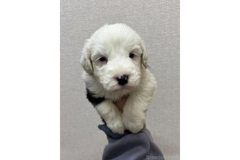 販売中の愛知県のオールドイングリッシュシープドッグ-387166の3枚目