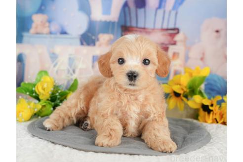 販売中の千葉県のマルプー:マルチーズ×トイプードル-387172の4枚目