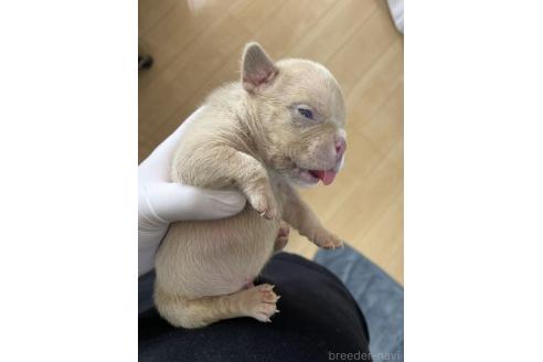 販売中の茨城県のエキゾチックブリー-387182の2枚目