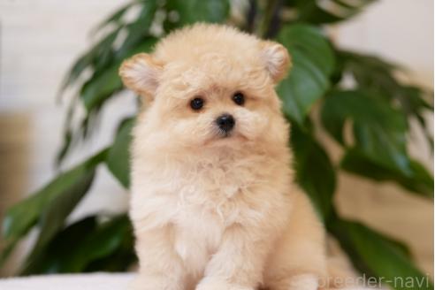 成約済の千葉県のポメプー:ポメラニアン×トイプードル-383432の2枚目