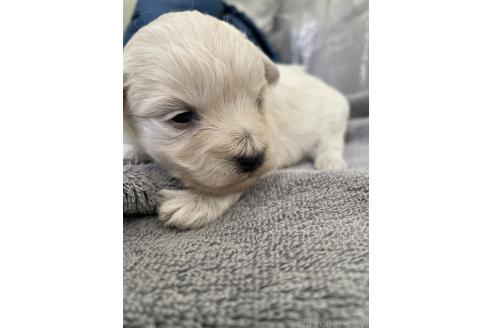 販売中の栃木県のマルプー:マルチーズ×トイプードル-387195の1枚目