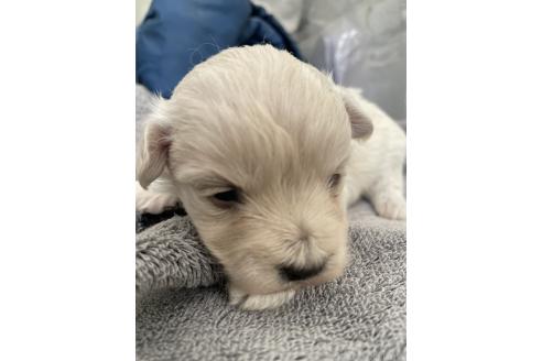 販売中の栃木県のマルプー:マルチーズ×トイプードル-387193の2枚目
