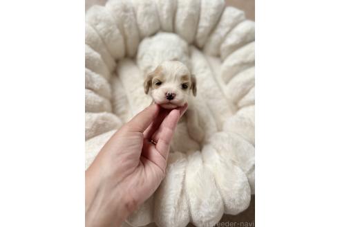 販売中の栃木県のミックス犬-387202の1枚目
