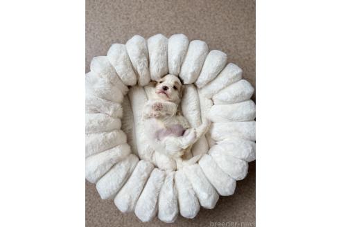 販売中の栃木県のミックス犬-387202の3枚目