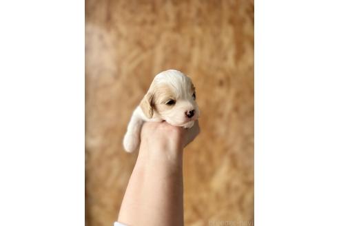 販売中の栃木県のミックス犬-387202の2枚目