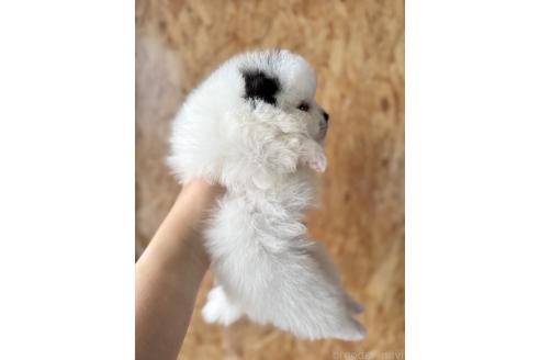 販売中の栃木県のポメラニアン-387205の2枚目