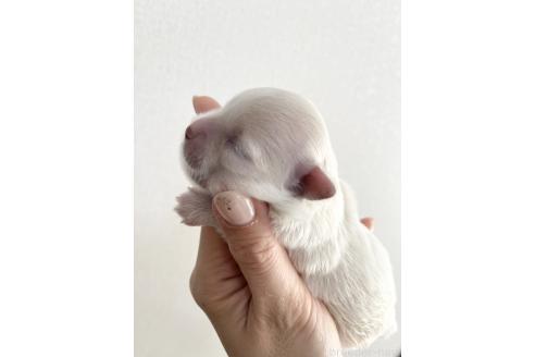 販売中の福岡県のミックス犬-386890の5枚目