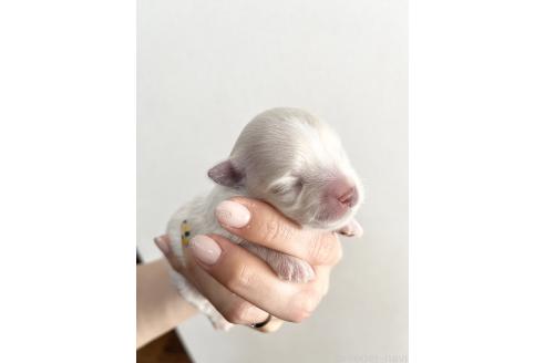 販売中の福岡県のミックス犬-386890の4枚目