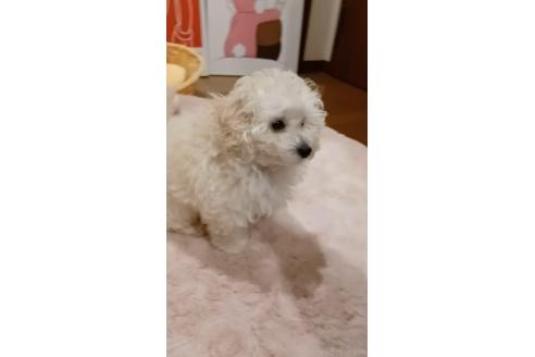 販売中の三重県のトイプードル-371724の11枚目