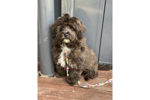 販売中の山口県のミックス犬-378419